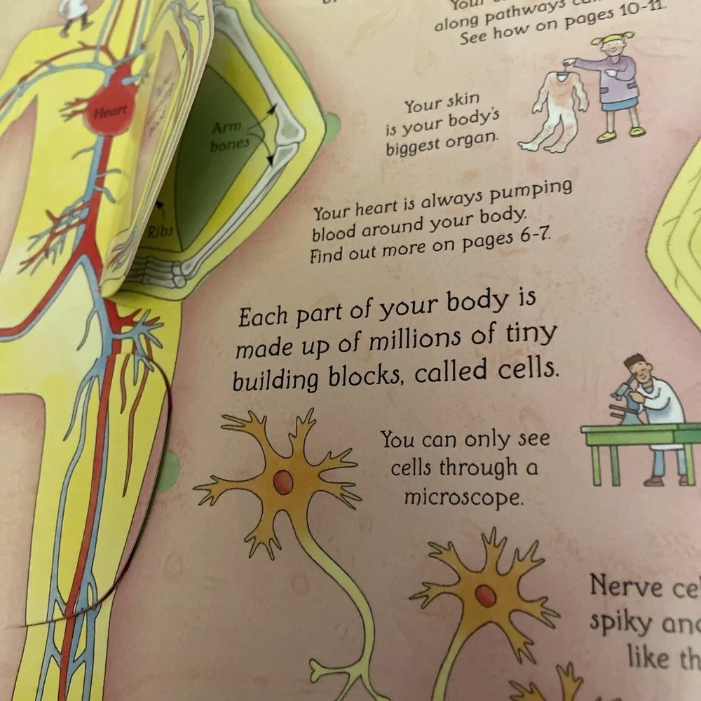 See Inside Your Body Large Board book With Educational‎ Information And Flaps
